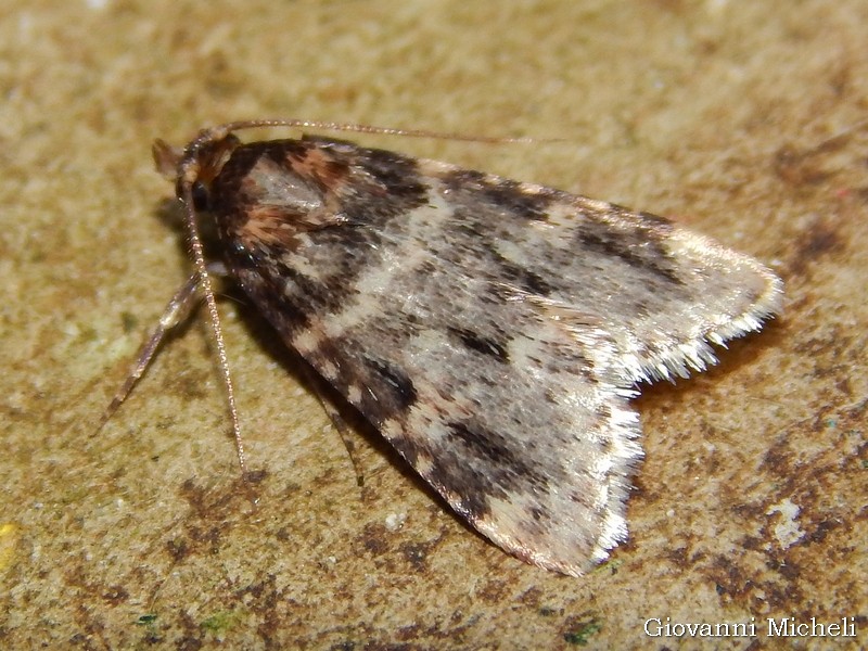Aglossa caprealis conferma??